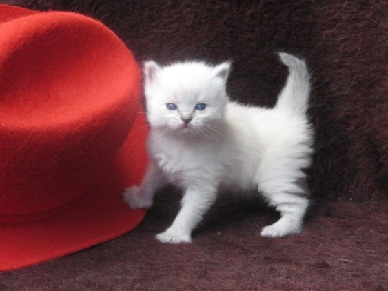 Елена Бугрова