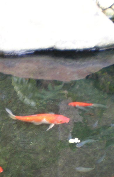 Ольга Коротаева