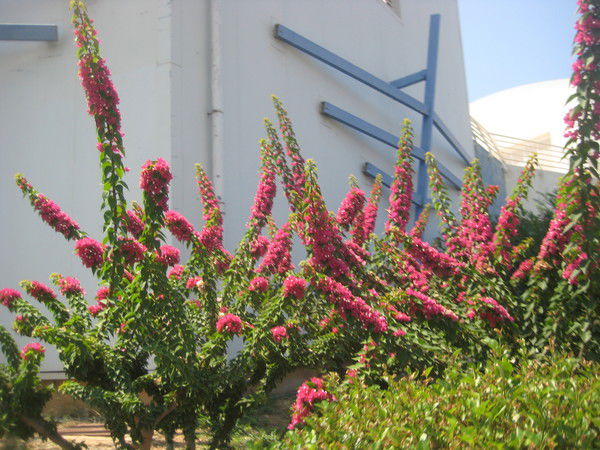 Миляуша Байрашева