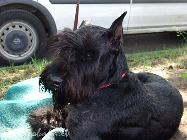 Ольга Вербовая