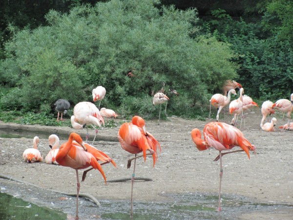 Вера Гончаренко