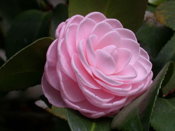 Елена Некрытова