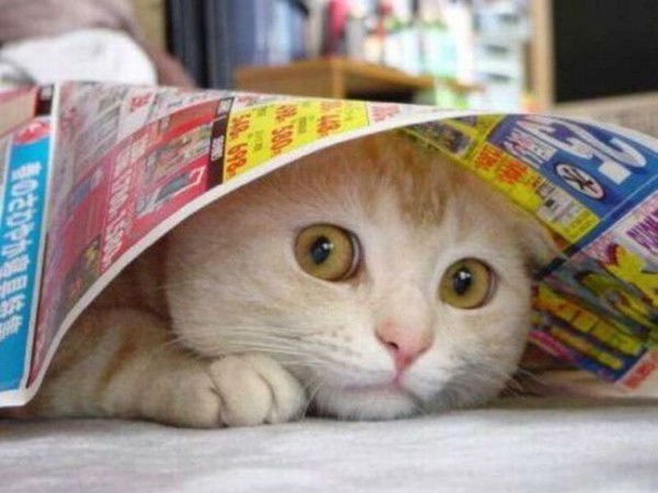 Ирина Миленина