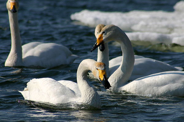 Дмитрий Соколовский