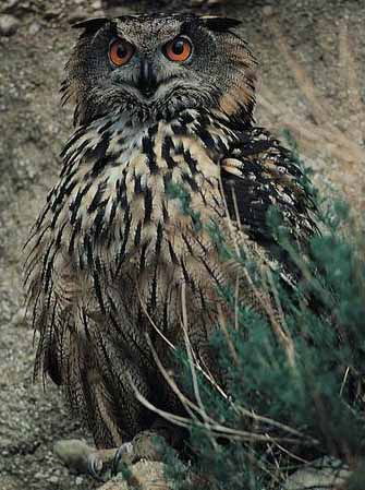 Андреева Наталиа