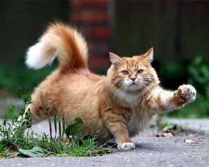 Татьяна Пашнина