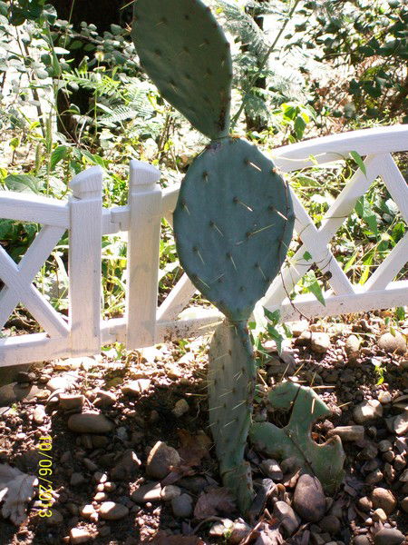 Светлана Чудинова