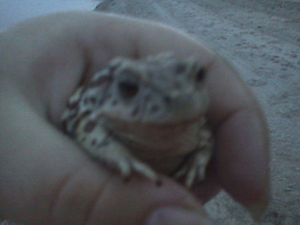 Денис Сучков