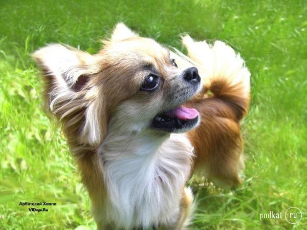 Соня Сорока