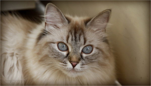 Борис Тургунов