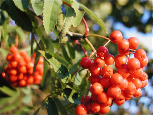 Дария Асылбекова