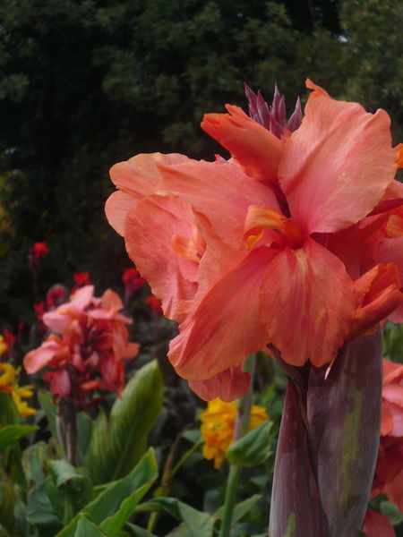 Ануш Казарян