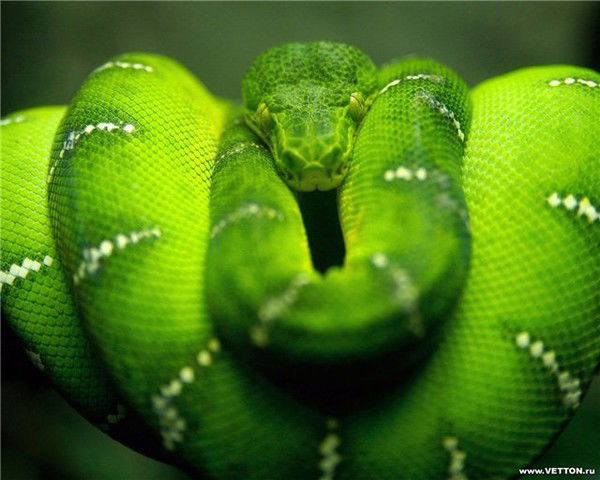 Анастасия Чирятьева