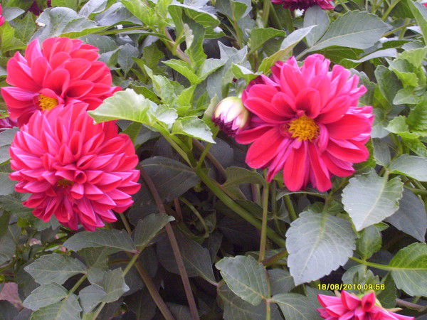 Венера Кидрасова