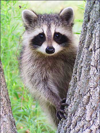 Кира Бусова