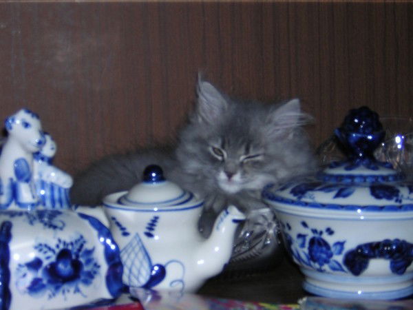 Олеся Кузнецова