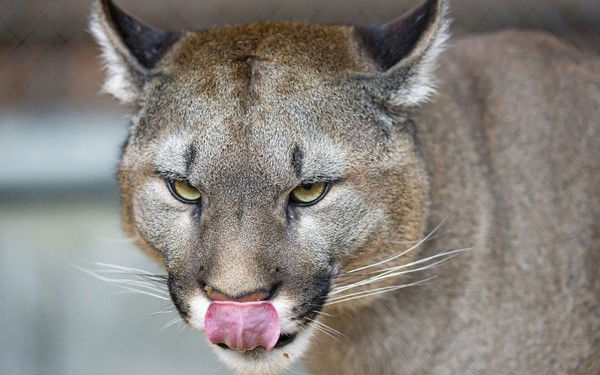 Елена Абодьева