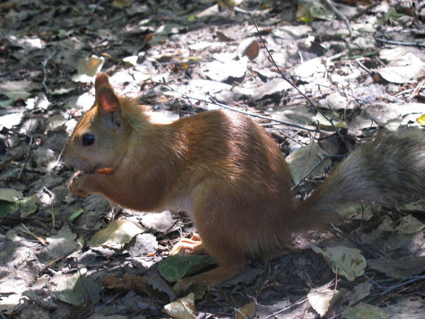 Марина Киль