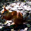 Марина Киль
