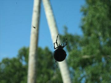 Евгений Ефремов