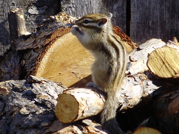 Андрей Пивоваров