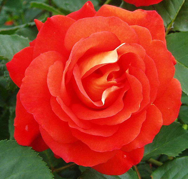 Оля Мищишин