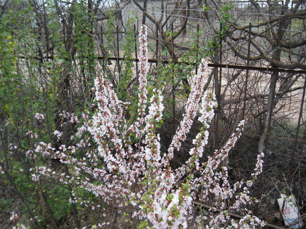 Энджелис )))