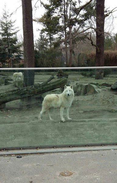 Одинокий Волк