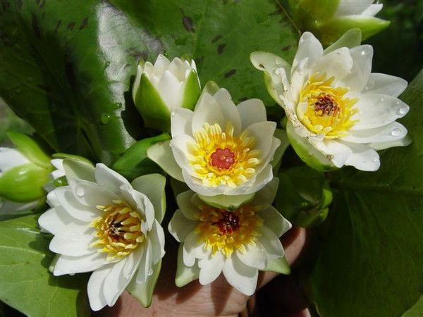 Круглова Елена