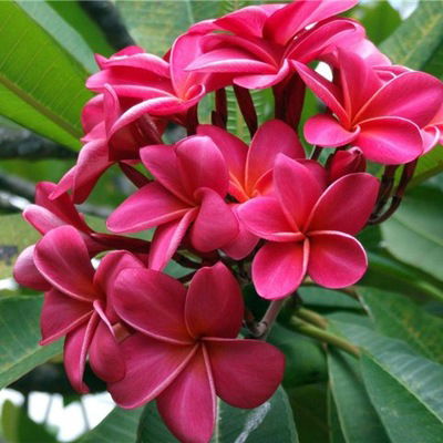 Кристина Степанова