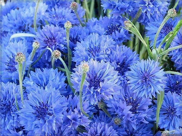 Любовь Мулихова