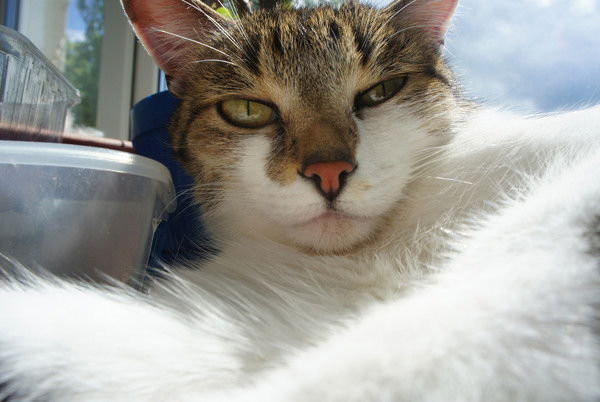 Екатерина Мерзлякова