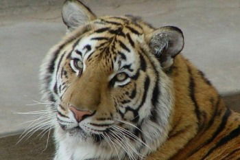 Виктор Смирнов