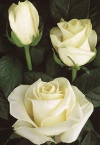 Оксана Леонтьева