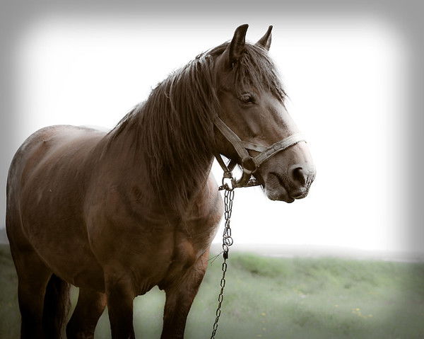 Владимир Нелипович