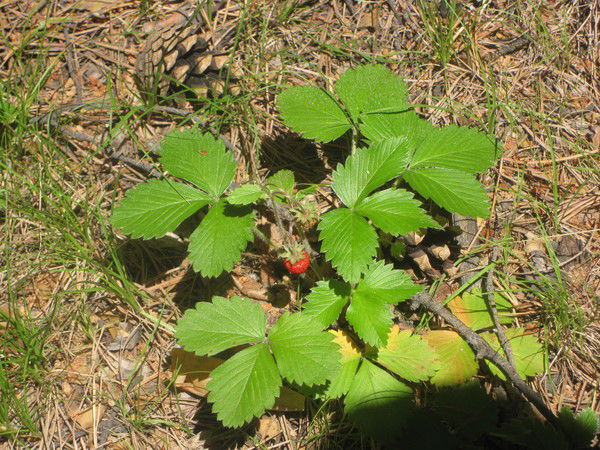 Дарья Горбачева