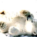 Евгений Косолапов