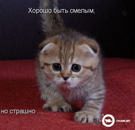 Ирина Лопатюк