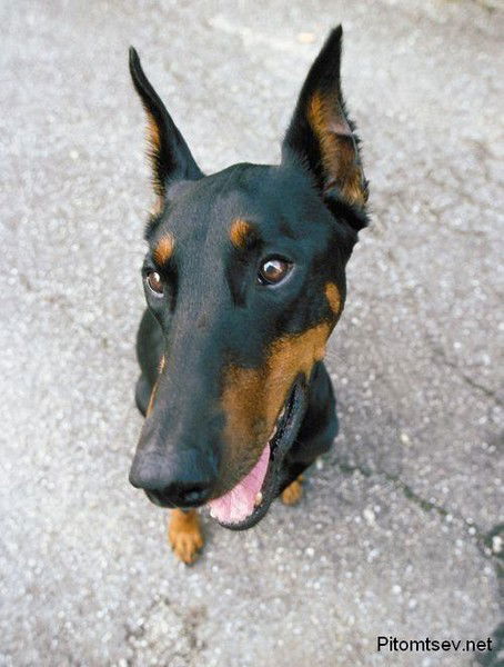 Даша Паршакова