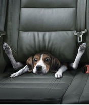 Владимир Шемуранов