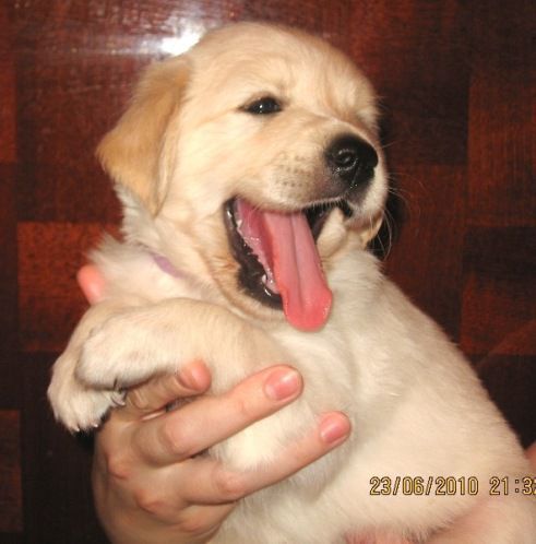 Александр Шпаченко