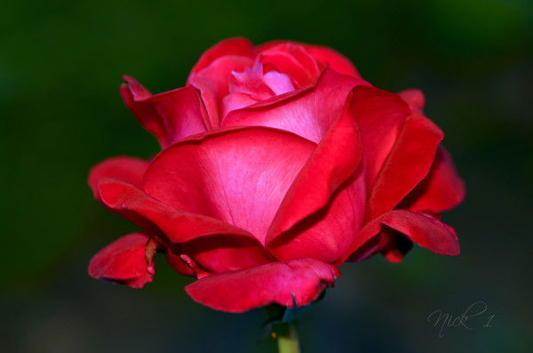 Cветик Семицветик