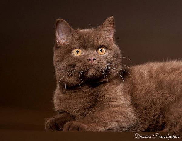 Елена Захарова