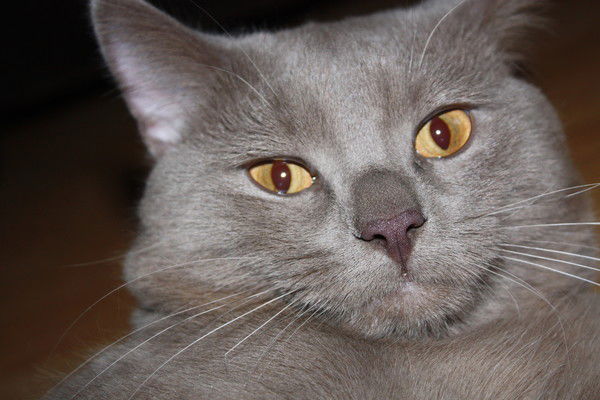 Тамара Илюшина