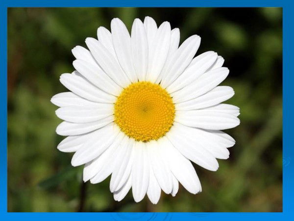 Светлана Коновaлова