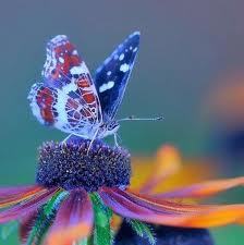 Лилия Иващенко