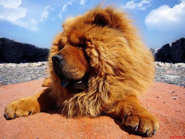 Светлана Полищук