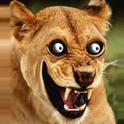 Собака Непривязанная