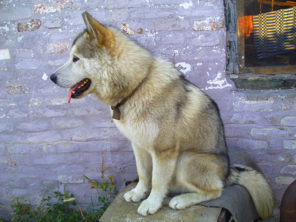 Наташа Петрова