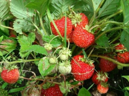 Денис Кирсанов